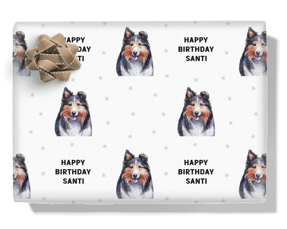Shetland Sheepdog